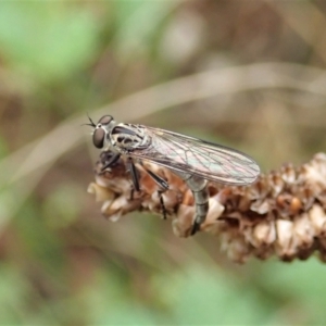 Cerdistus varifemoratus at Holt, ACT - 7 Jan 2021 04:28 PM