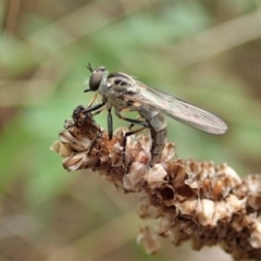 Cerdistus varifemoratus at Holt, ACT - 7 Jan 2021 04:28 PM