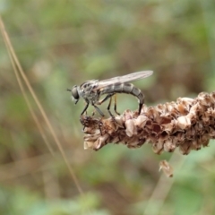 Cerdistus varifemoratus at Holt, ACT - 7 Jan 2021