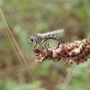 Cerdistus varifemoratus at Holt, ACT - 7 Jan 2021