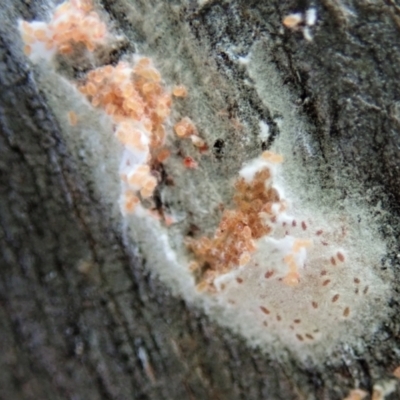 Eriococcidae sp. (family) (Unidentified felted scale) at Mount Painter - 21 Nov 2020 by CathB