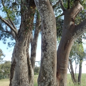 Eriococcidae sp. (family) at Cook, ACT - 21 Nov 2020