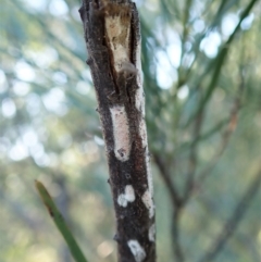 Eriococcidae sp. (family) (Unidentified felted scale) at Mount Painter - 14 Jan 2021 by CathB