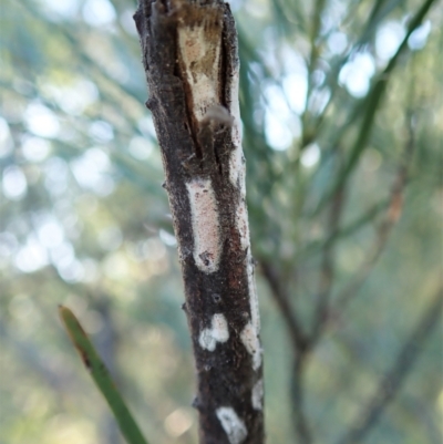 Eriococcidae sp. (family) (Unidentified felted scale) at Mount Painter - 14 Jan 2021 by CathB