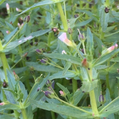 Gratiola pedunculata (Brooklime) at Mount Majura - 14 Jan 2021 by JaneR