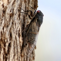 Psaltoda moerens (Redeye cicada) at WREN Reserves - 10 Jan 2021 by KylieWaldon