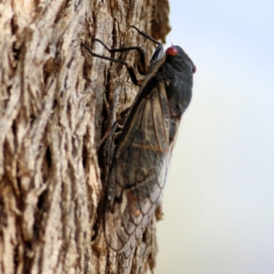 Psaltoda moerens (Redeye cicada) at Wodonga - 9 Jan 2021 by Kyliegw