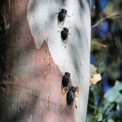 Psaltoda moerens at Wodonga, VIC - 10 Jan 2021