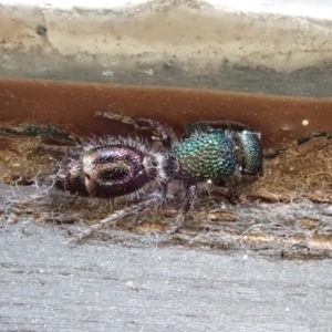 Aglaotilla sp. (genus) at Cook, ACT - suppressed