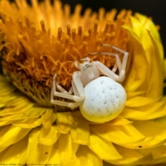 Thomisus spectabilis (Spectacular Crab Spider) at Acton, ACT - 14 Jan 2021 by Roger