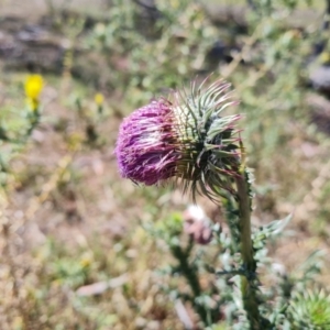 Carduus nutans at Dairymans Plains, NSW - suppressed