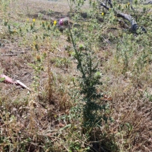 Carduus nutans at Dairymans Plains, NSW - suppressed