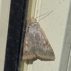 Hypoperigea tonsa (A Noctuid moth (Acronictinae) at Isaacs, ACT - 9 Jan 2021 by Mike