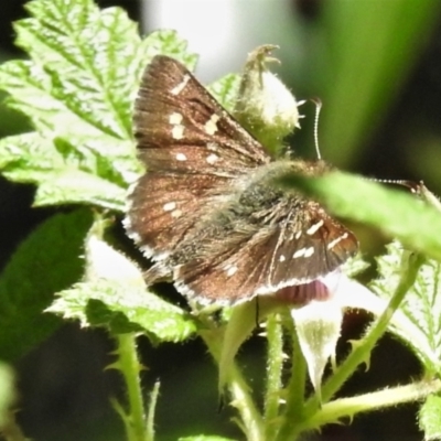 Pasma tasmanica (Two-spotted Grass-skipper) at Namadgi National Park - 15 Jan 2021 by JohnBundock