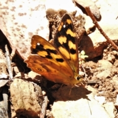 Heteronympha solandri (Solander's Brown) at Cotter River, ACT - 15 Jan 2021 by JohnBundock