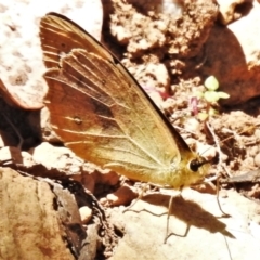 Heteronympha solandri at Cotter River, ACT - 15 Jan 2021 01:15 PM