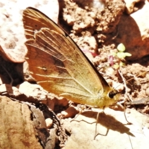 Heteronympha solandri at Cotter River, ACT - 15 Jan 2021