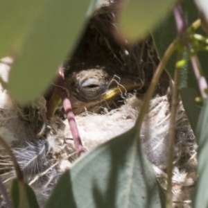 Smicrornis brevirostris at Cook, ACT - 12 Jan 2021