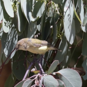 Smicrornis brevirostris at Cook, ACT - 12 Jan 2021