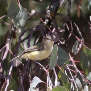 Smicrornis brevirostris at Cook, ACT - 12 Jan 2021