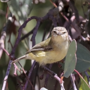 Smicrornis brevirostris at Cook, ACT - 12 Jan 2021