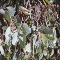 Smicrornis brevirostris at Cook, ACT - 12 Jan 2021