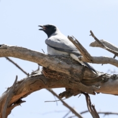 Coracina novaehollandiae (Black-faced Cuckooshrike) at The Pinnacle - 11 Jan 2021 by AlisonMilton