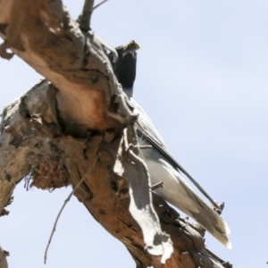 Coracina novaehollandiae at Weetangera, ACT - 12 Jan 2021