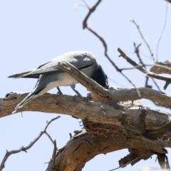 Coracina novaehollandiae at Weetangera, ACT - 12 Jan 2021