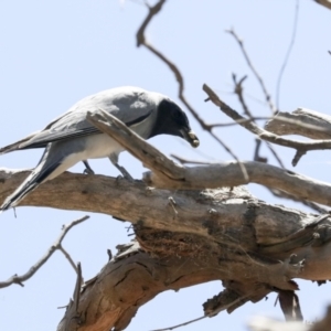 Coracina novaehollandiae at Weetangera, ACT - 12 Jan 2021