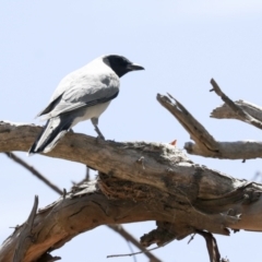 Coracina novaehollandiae at Weetangera, ACT - 12 Jan 2021 10:04 AM