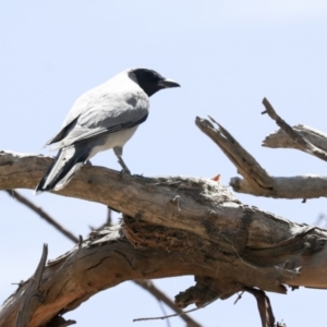 Coracina novaehollandiae at Weetangera, ACT - 12 Jan 2021