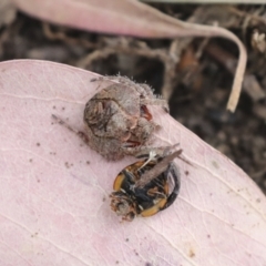 Dolophones sp. (genus) (Wrap-around spider) at Higgins, ACT - 11 Jan 2021 by AlisonMilton