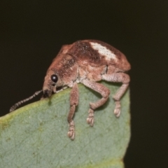 Gonipterus pulverulentus (Eucalyptus weevil) at Weetangera, ACT - 12 Jan 2021 by AlisonMilton