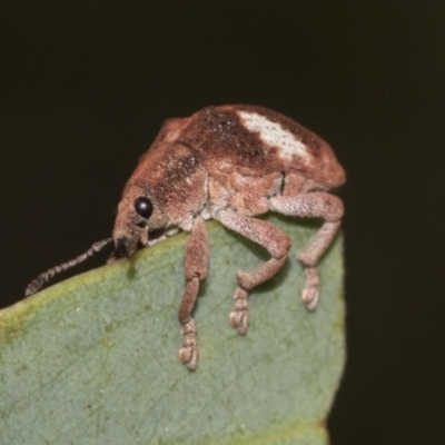 Gonipterus pulverulentus (Eucalyptus weevil) at Weetangera, ACT - 12 Jan 2021 by AlisonMilton