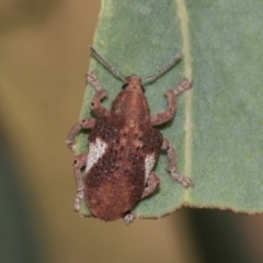 Gonipterus pulverulentus at Weetangera, ACT - 12 Jan 2021