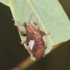 Gonipterus pulverulentus at Weetangera, ACT - 12 Jan 2021