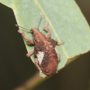 Gonipterus pulverulentus at Weetangera, ACT - 12 Jan 2021