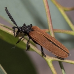 Porrostoma rhipidium (Long-nosed Lycid (Net-winged) beetle) at Weetangera, ACT - 12 Jan 2021 by AlisonMilton