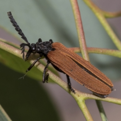 Porrostoma rhipidium (Long-nosed Lycid (Net-winged) beetle) at Weetangera, ACT - 12 Jan 2021 by AlisonMilton