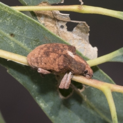 Gonipterus sp. (genus) (Eucalyptus Weevil) at Weetangera, ACT - 11 Jan 2021 by AlisonMilton