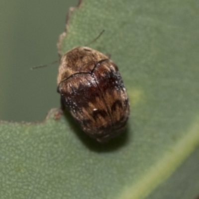 Elaphodes pilula (Leaf beetle) at Weetangera, ACT - 12 Jan 2021 by AlisonMilton