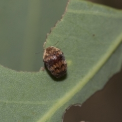 Elaphodes pilula at Weetangera, ACT - 12 Jan 2021