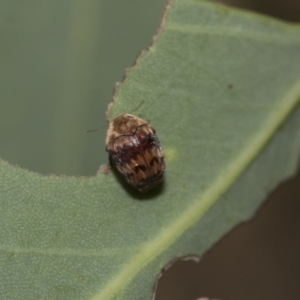 Elaphodes pilula at Weetangera, ACT - 12 Jan 2021