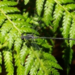 Austroargiolestes icteromelas at Acton, ACT - 15 Jan 2021