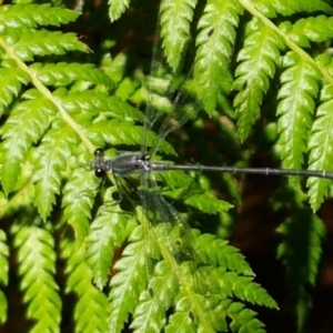 Austroargiolestes icteromelas at Acton, ACT - 15 Jan 2021