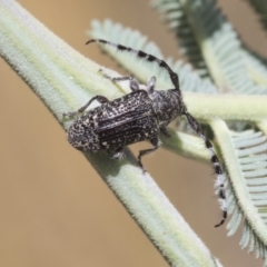 Ancita marginicollis (A longhorn beetle) at Cook, ACT - 11 Jan 2021 by AlisonMilton