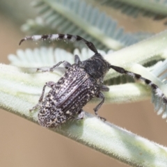 Ancita marginicollis at Cook, ACT - 12 Jan 2021