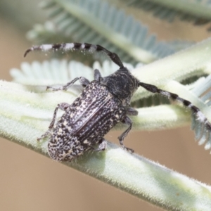 Ancita marginicollis at Cook, ACT - 12 Jan 2021