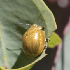 Paropsisterna cloelia (Eucalyptus variegated beetle) at Cook, ACT - 11 Jan 2021 by AlisonMilton